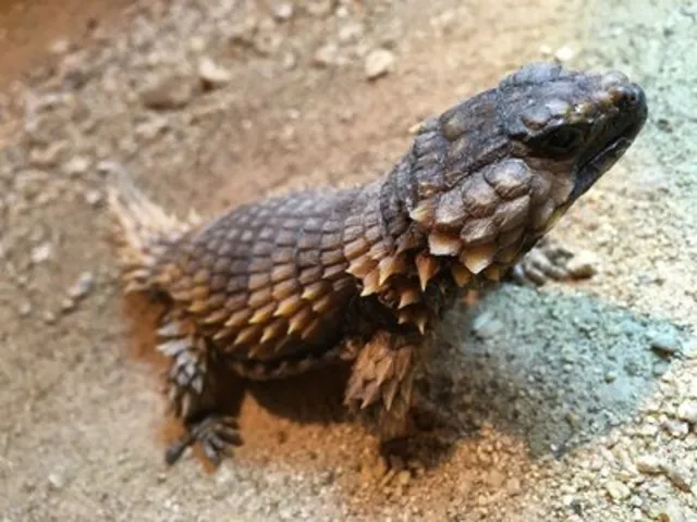 飼育係とおはなしサタデー ～は虫類についてのお話～_1