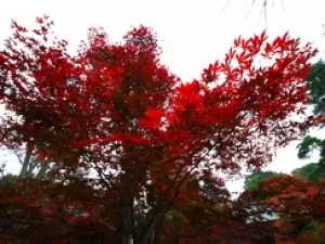 【紅葉・見ごろ】多福寺_1