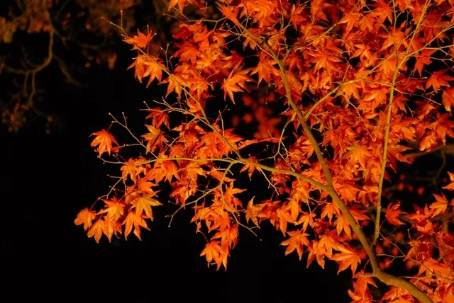 六甲高山植物園　夜間延長営業_1