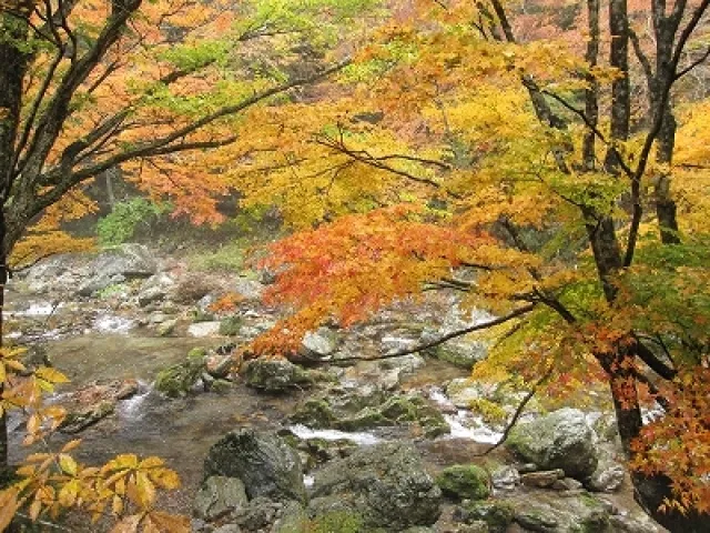 【紅葉・見ごろ】小田深山_1