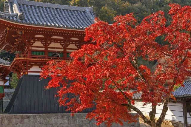 【紅葉・見ごろ】天野山金剛寺_1