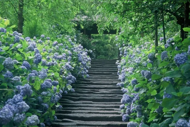 【あじさい・見ごろ】明月院_1