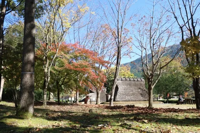 【紅葉・見ごろ】家原遺跡公園_1