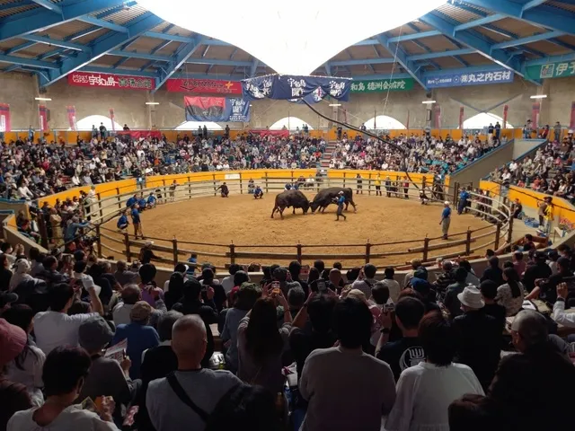定期闘牛大会　秋場所_1