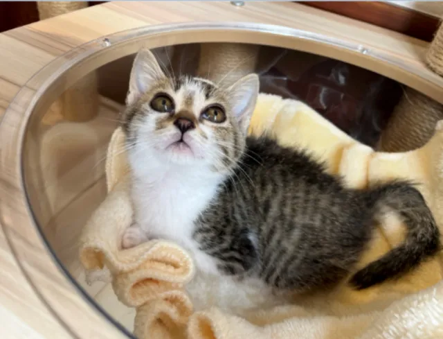 広島県動物愛護センター にゃんこセミナー（8月）_1