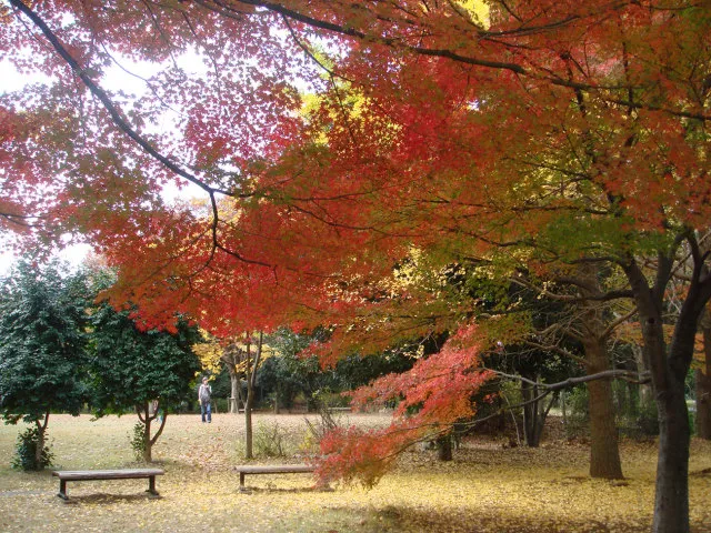 【紅葉・見ごろ】所沢航空記念公園_1
