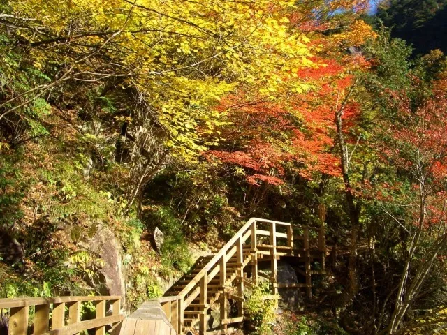 【紅葉・見ごろ】乙女渓谷_1