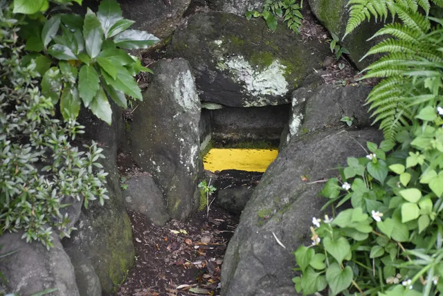 実篤公園の光藻（ヒカリモ）_1