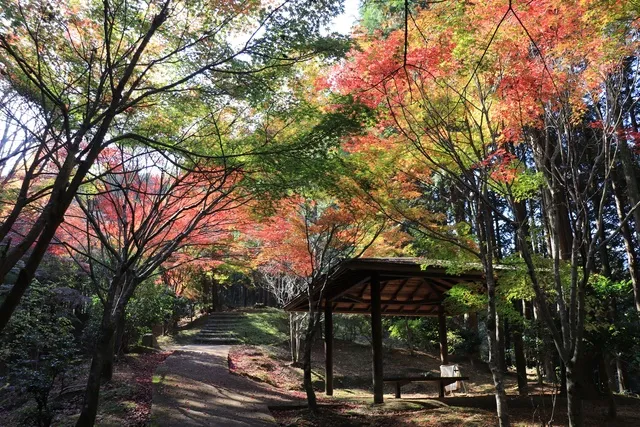 【紅葉・見ごろ】芭蕉の森公園_1