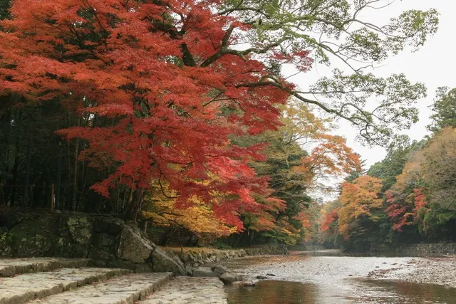 【紅葉・見ごろ】伊勢神宮内宮 五十鈴川周辺_1