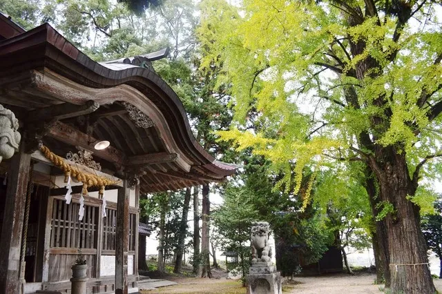 【紅葉・見ごろ】椿八幡宮_1