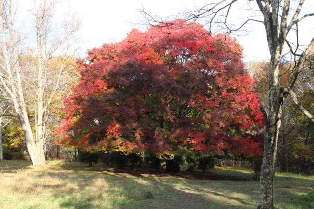 【紅葉・見ごろ】大峰高原・白樺の森 中カエデ_1
