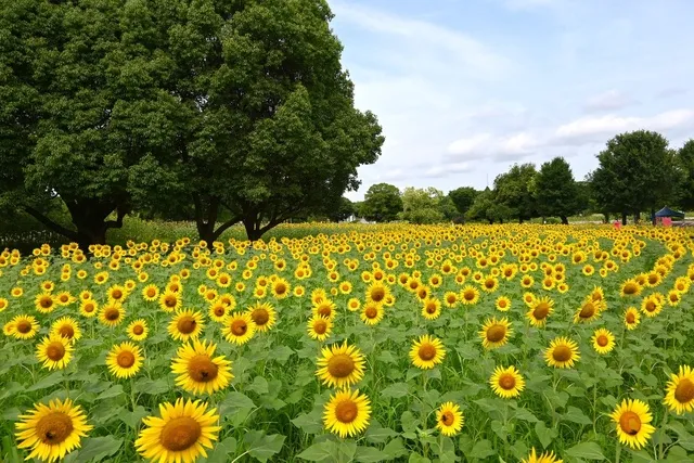 万博記念公園 ひまわりフェスタ_1