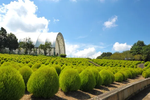 国営讃岐まんのう公園　サマーフェスタ_1