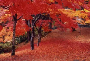 【紅葉・見ごろ】村松公園_1