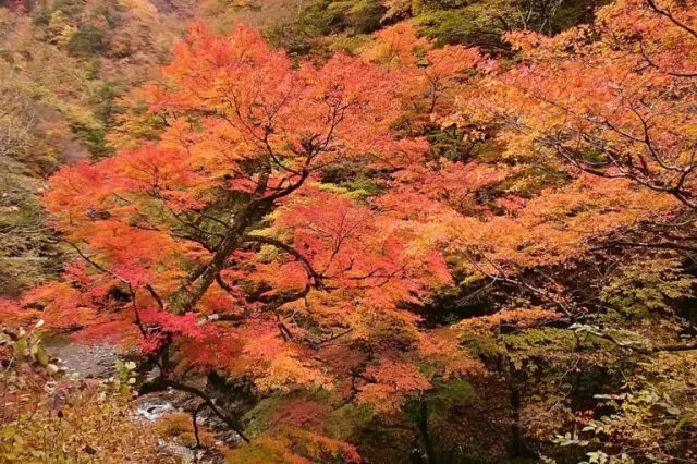 【紅葉・見ごろ】中津峡_1