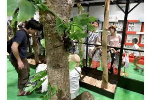 大昆虫展in東京スカイツリータウン (R)～昆虫と地球とみんなのみらい～