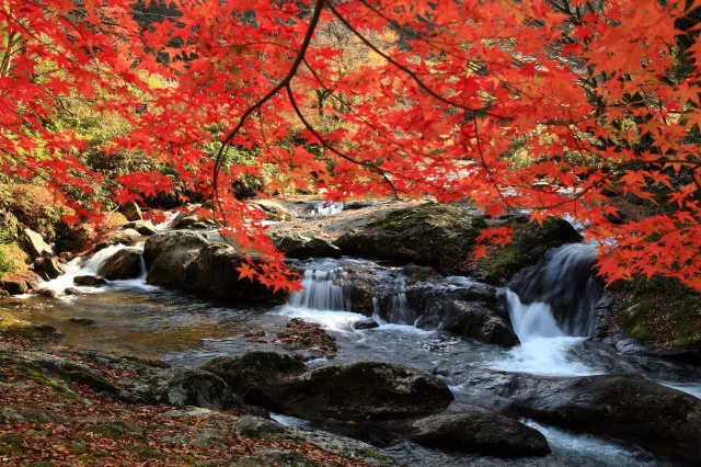 【紅葉・見ごろ】八重滝_1