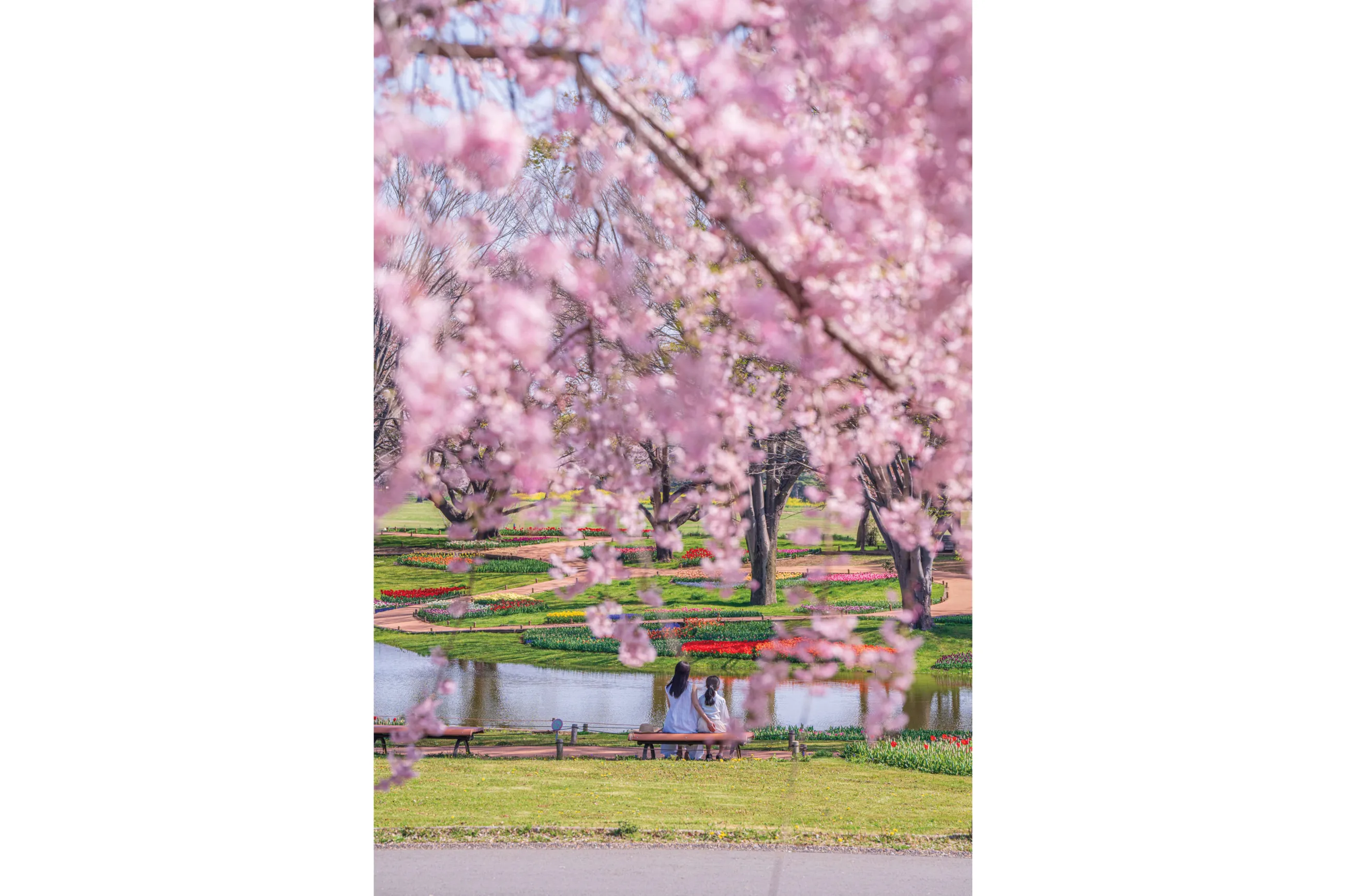 日本橋 お花見（桜）のイベント