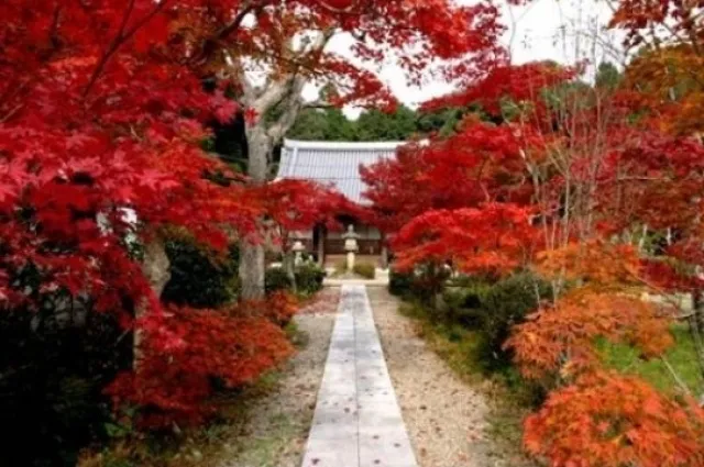 【紅葉・見ごろ】観音寺_1