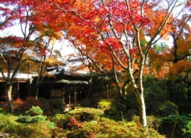 【紅葉・見ごろ】瑞巌寺_1