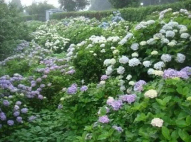 【あじさい・見ごろ】高取山公園_1
