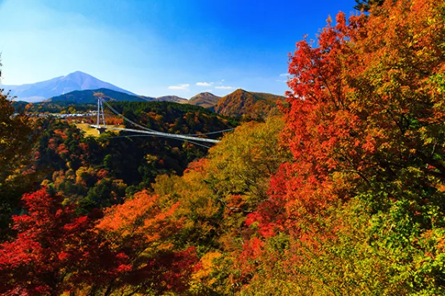【紅葉・見ごろ】九重“夢”大吊橋_1