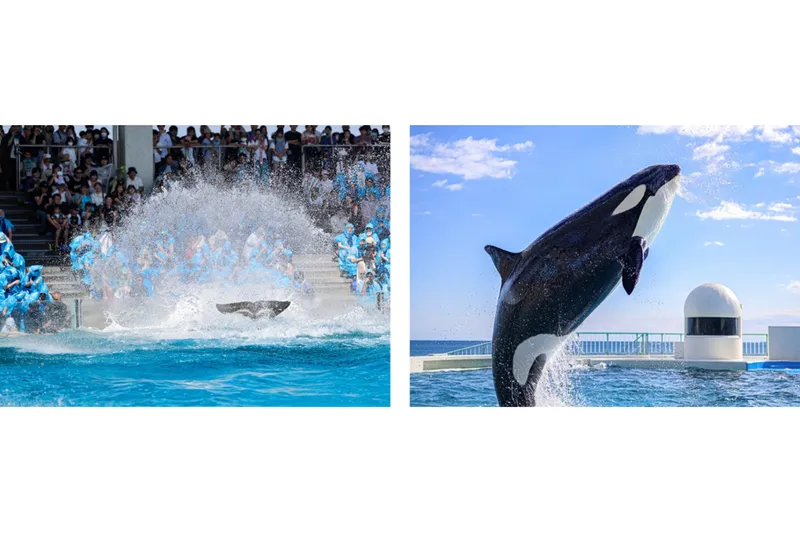 夏期限定シャチの「サマースプラッシュ」