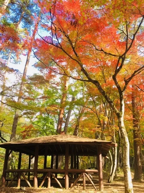 【紅葉・見ごろ】天鼓林_1