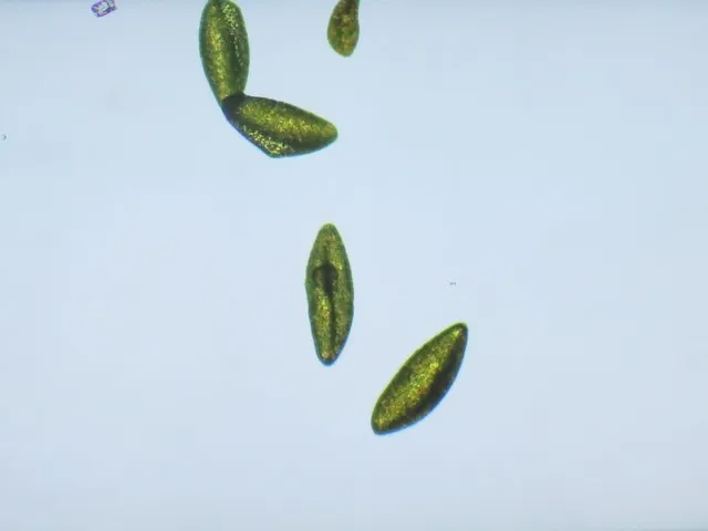 いきもの好き集まれ！！「こんなに見える！小さな生き物観察」_1