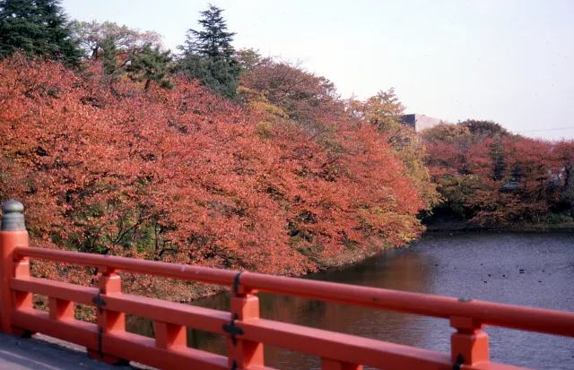 【紅葉・見ごろ】高岡古城公園_1