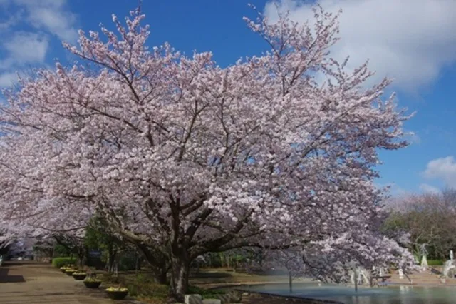 ふなばしアンデルセン公園「さくらまつり」_1
