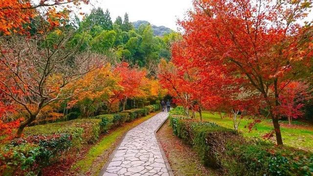 【紅葉・見ごろ】武雄神社_1