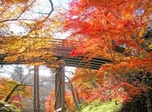 【紅葉・見ごろ】高遠城址公園_1