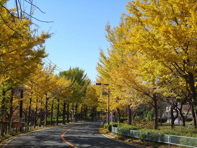 【紅葉・見ごろ】保土ケ谷公園 銀杏坂_1
