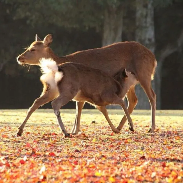 【紅葉・見ごろ】奈良公園_1