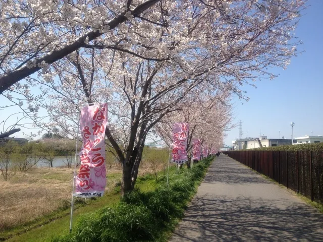 【桜・見ごろ】小櫃川堤防・木更津市老人福祉センター_1