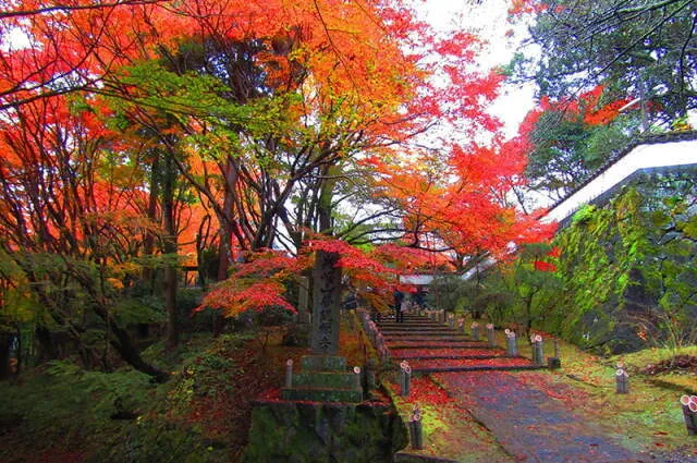 【紅葉・見ごろ】普現寺_1