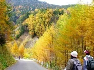 【紅葉・見ごろ】南アルプス林道_1