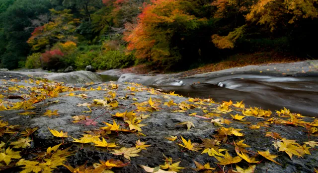 【紅葉・見ごろ】鮎帰りの滝_1