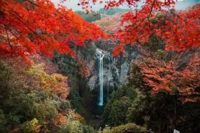 【紅葉・見ごろ】福貴野の滝_1