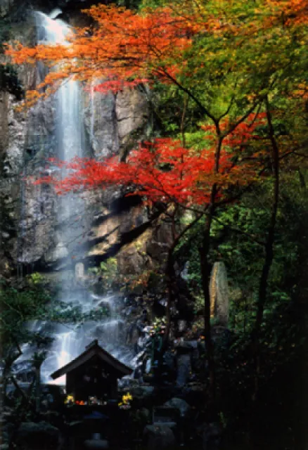 【紅葉・見ごろ】桃尾の滝のもみじ_1
