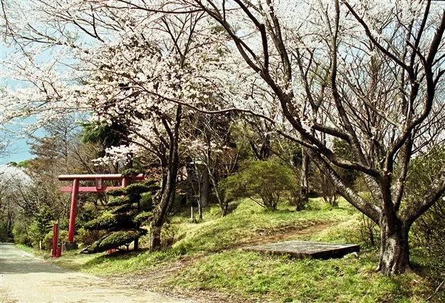 【桜・見ごろ】愛宕山公園_1