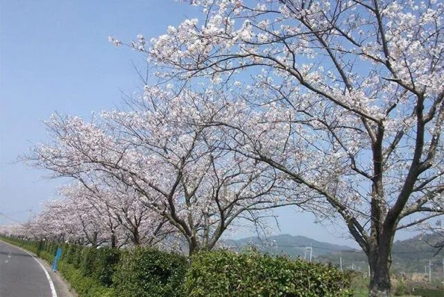 【桜・見ごろ】五反田川沿い_1