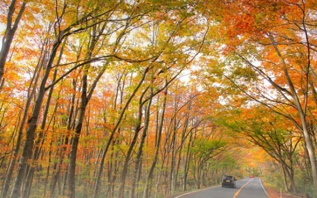 【紅葉・見ごろ】奥大山ブナのトンネル_1