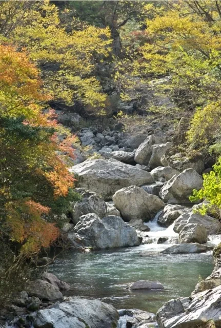 【紅葉・見ごろ】岩屋川渓谷_1