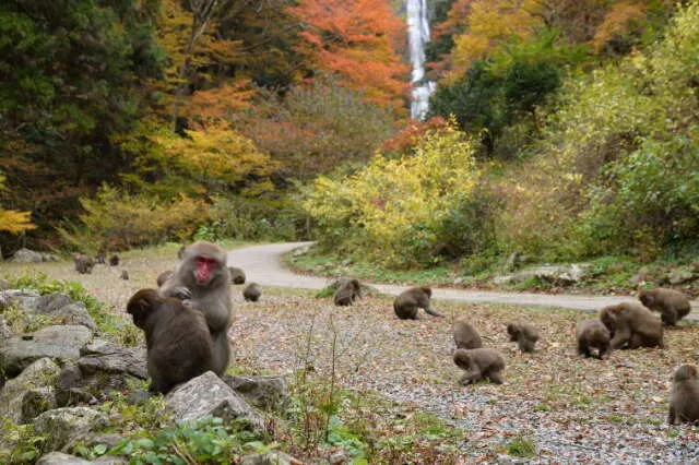 【紅葉・見ごろ】神庭の滝_1
