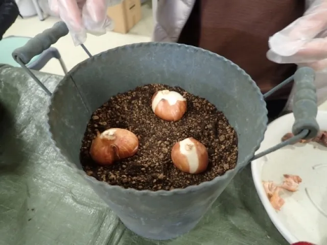 秋球根の植え付け教室_1