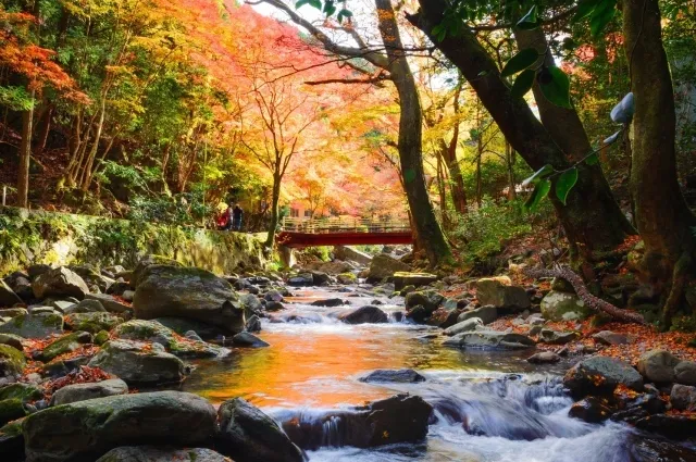 【紅葉・見ごろ】くらがり渓谷_1