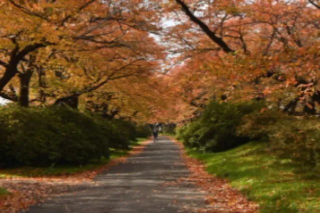 【紅葉・見ごろ】展勝地桜並木_1